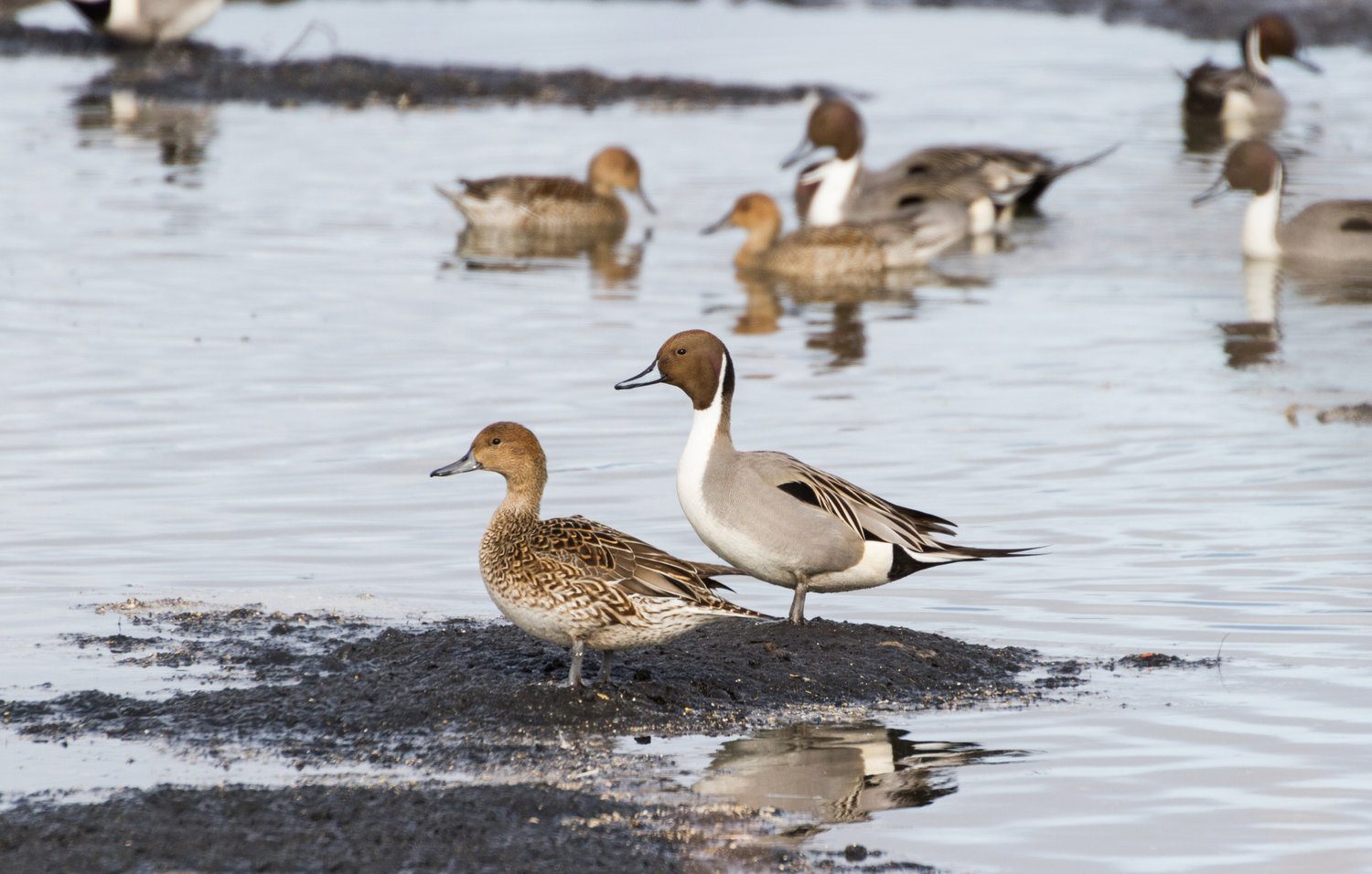 Northern Pintail, Female and Male